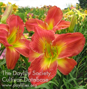 Daylily Coral Persuasion
